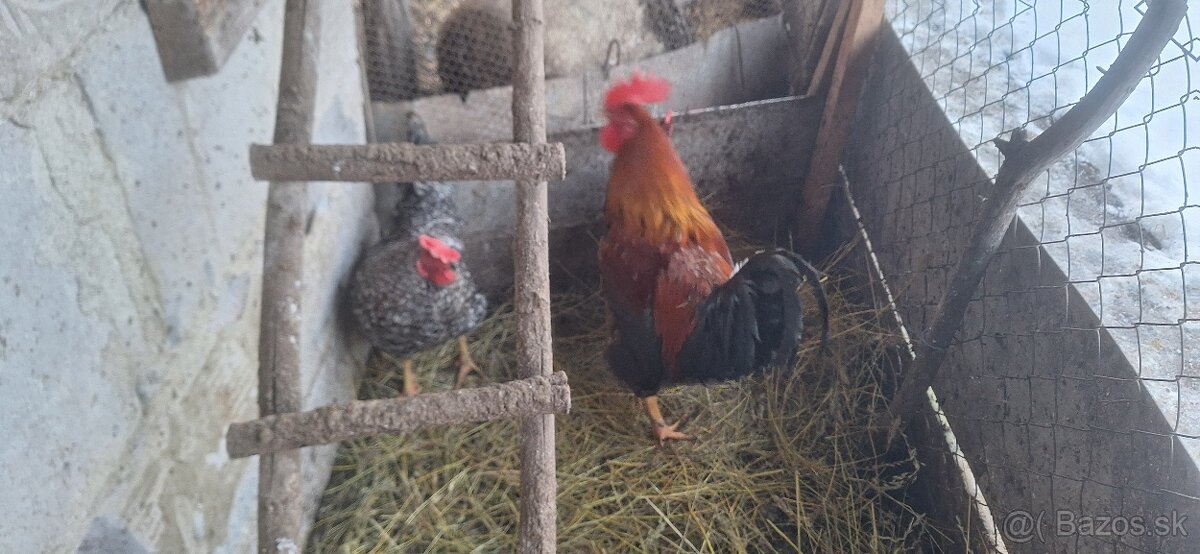 Predám mladých kohútov - 6