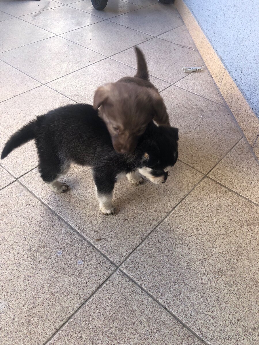 Darujem šteniatka - 6