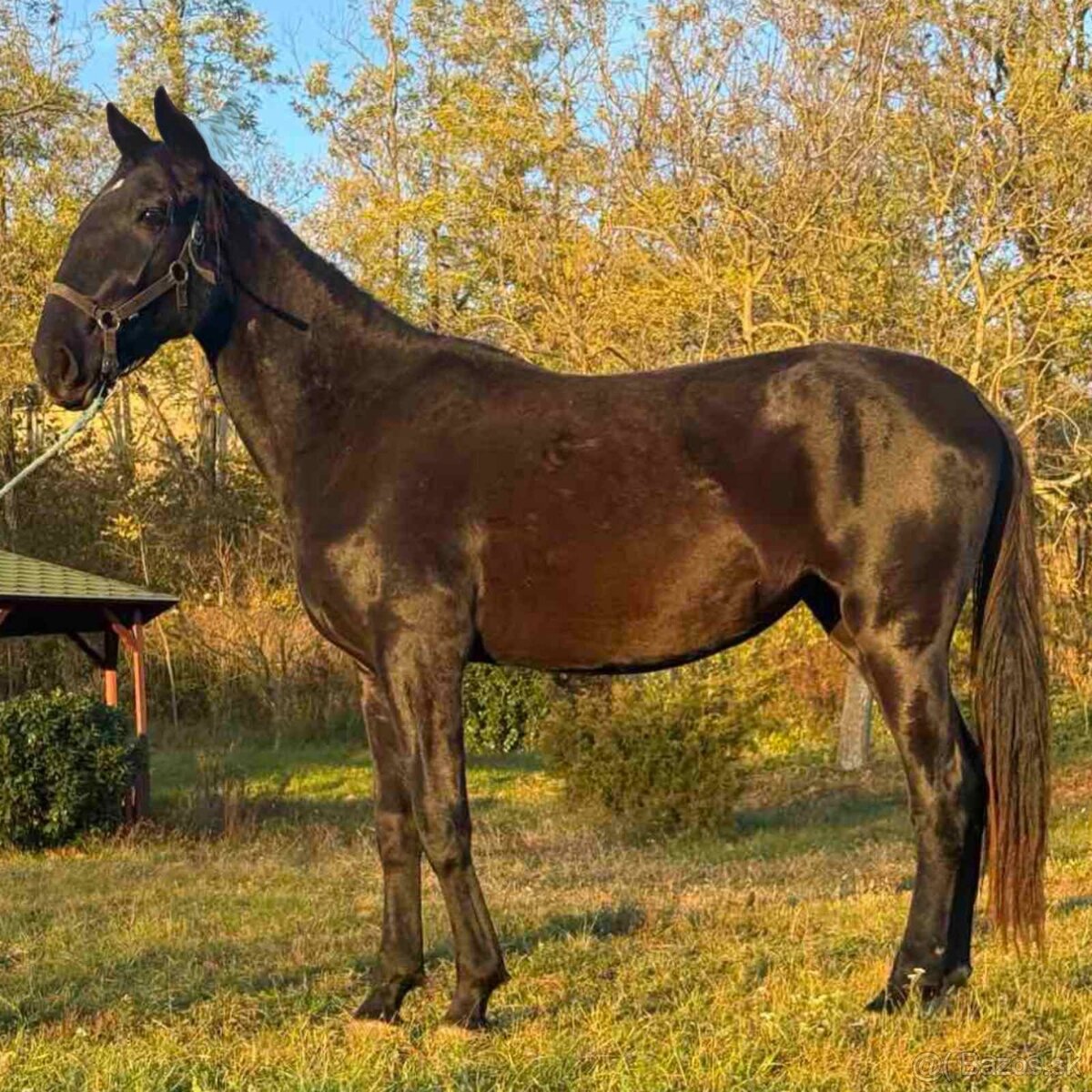 Predám Kladrubákov - 6