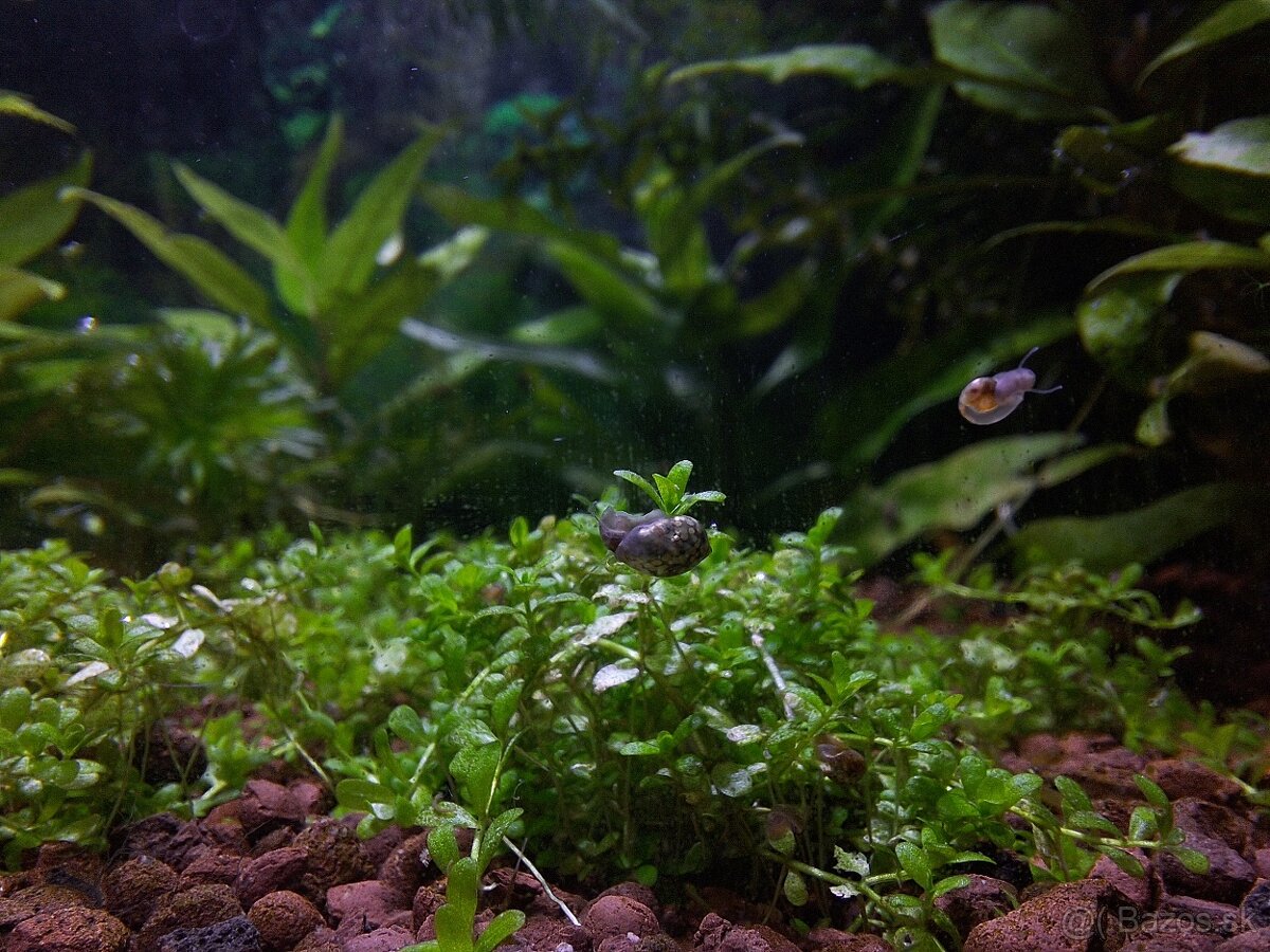 Darujem vodné slimáky do akvária - 6