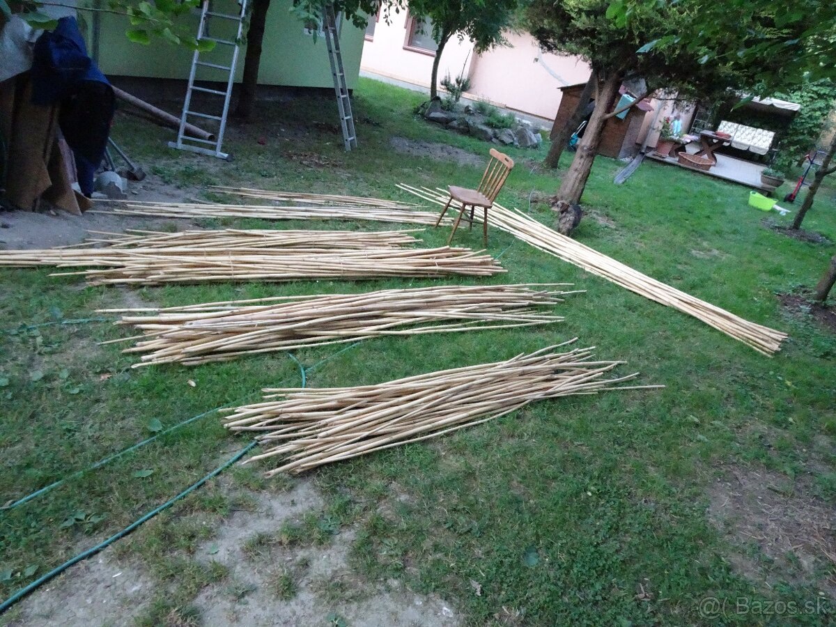 Predám stovky bambusov za symbolickú cenu rôznych dľžok - 6