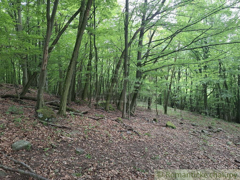 NOVÁ CENA Rozsiahle lesné pozemky v Podpoľaní - 6