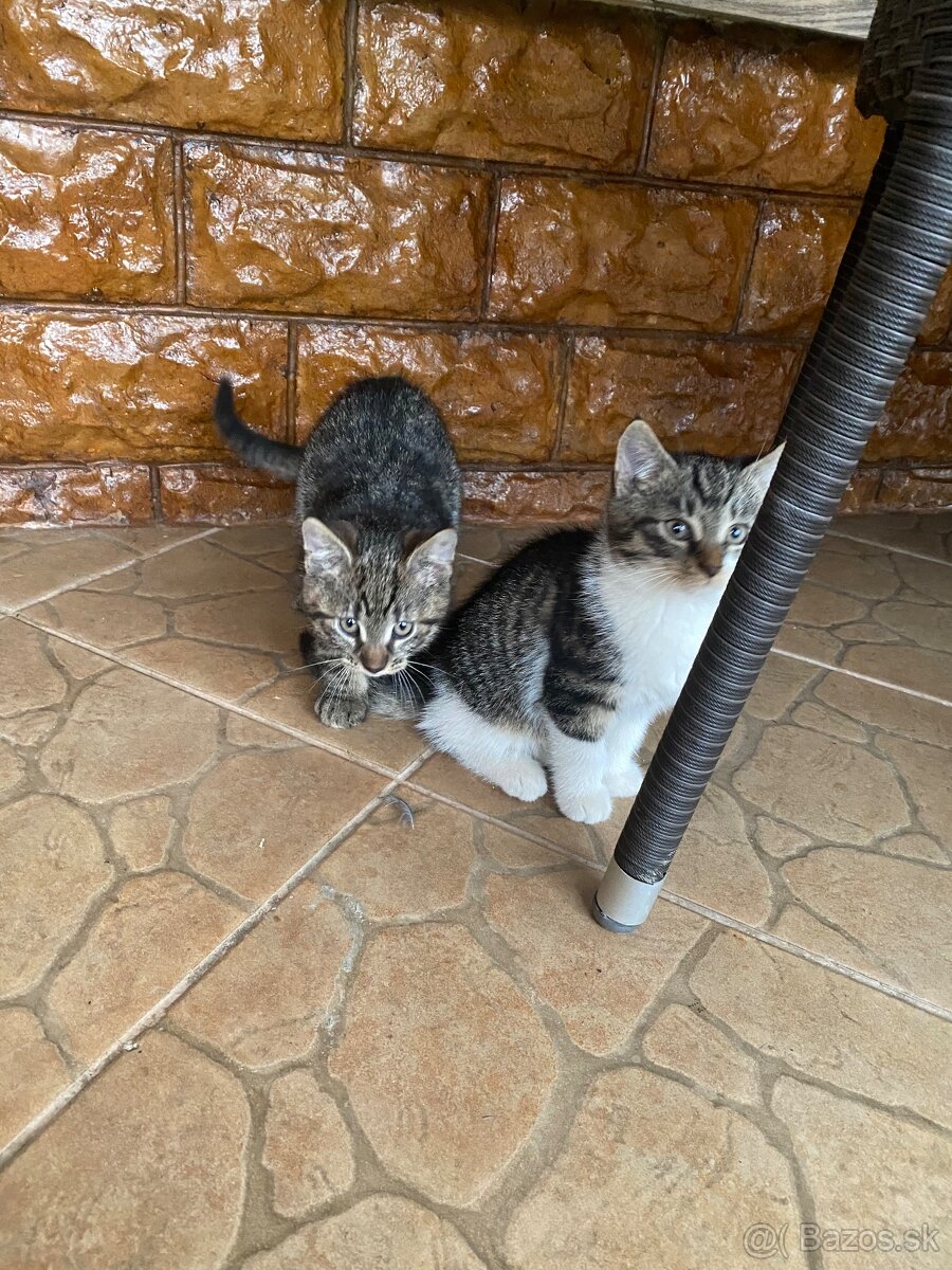 Darujem mačiatka - 6