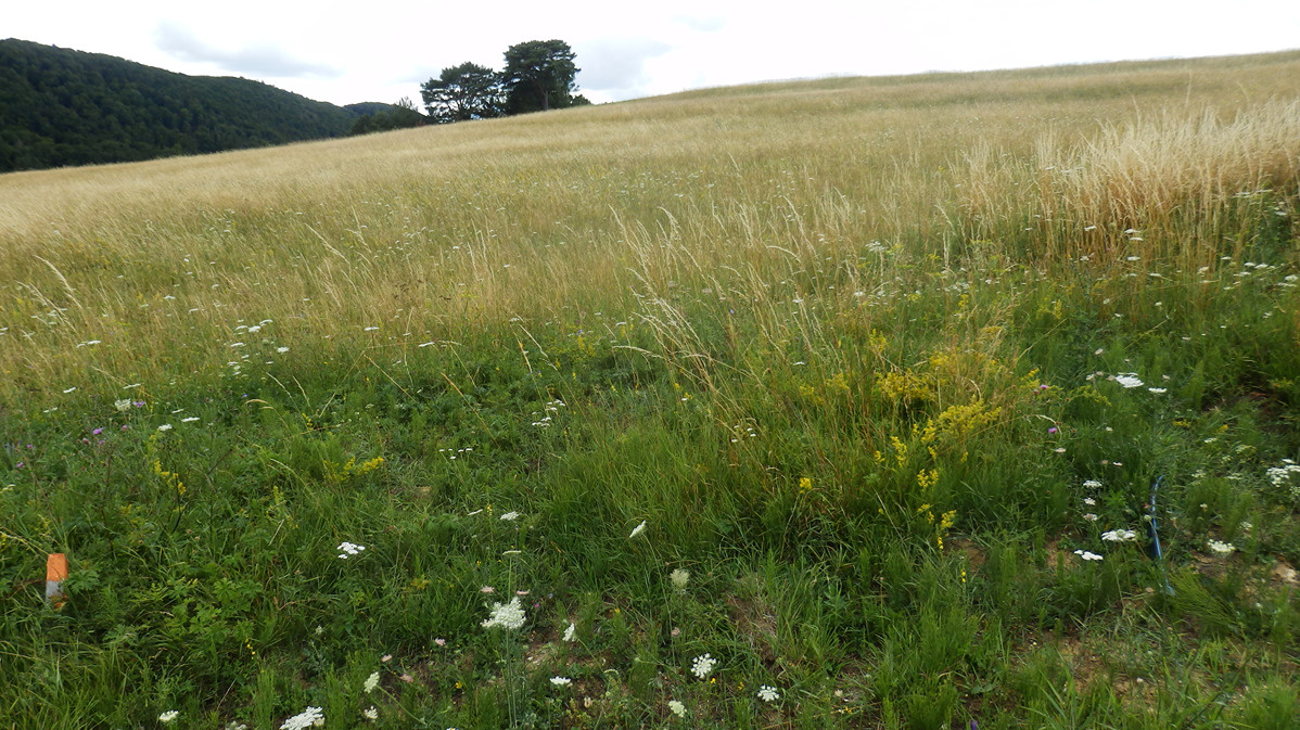 Exkluzívne na predaj – stavebný pozemok v Blatnici - 6