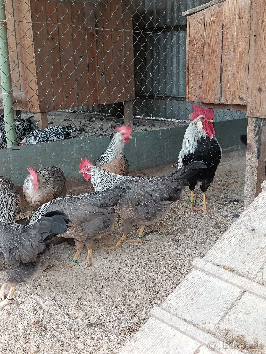 Predám násadové vajcia Vlaška - 6