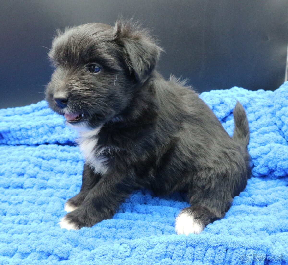 Pyrenejský ovčák - štěňátka s PP - 6