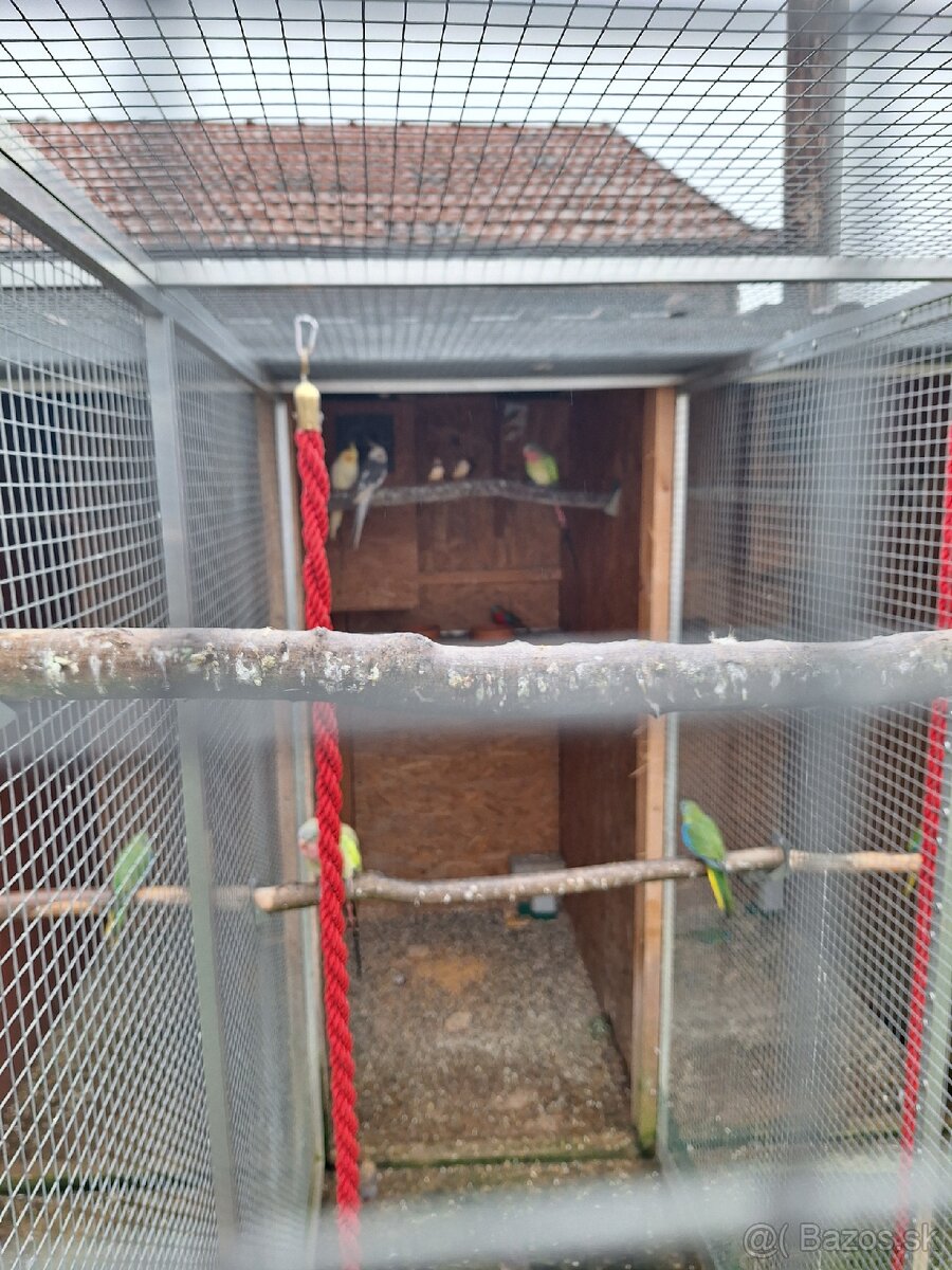 Predám vtáctvo rušíme chov - 6
