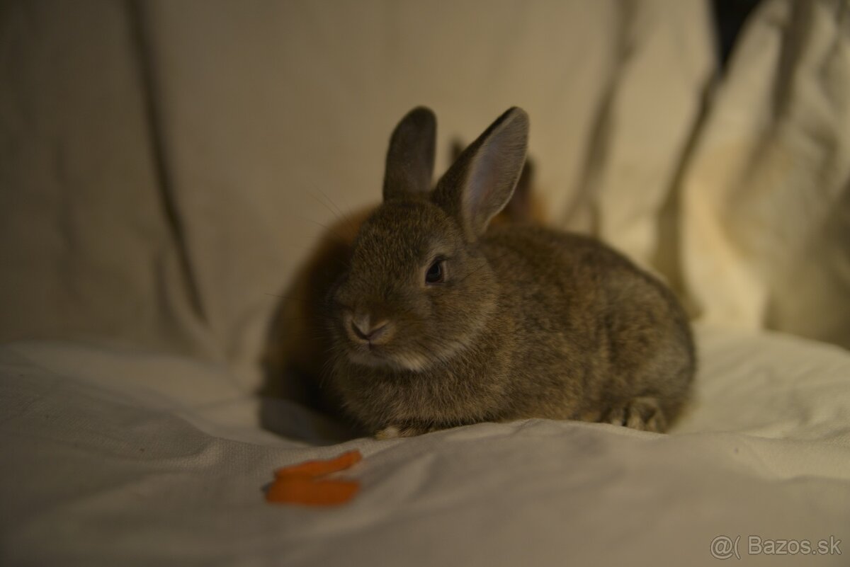 Predám zakrsleho kralička - 6