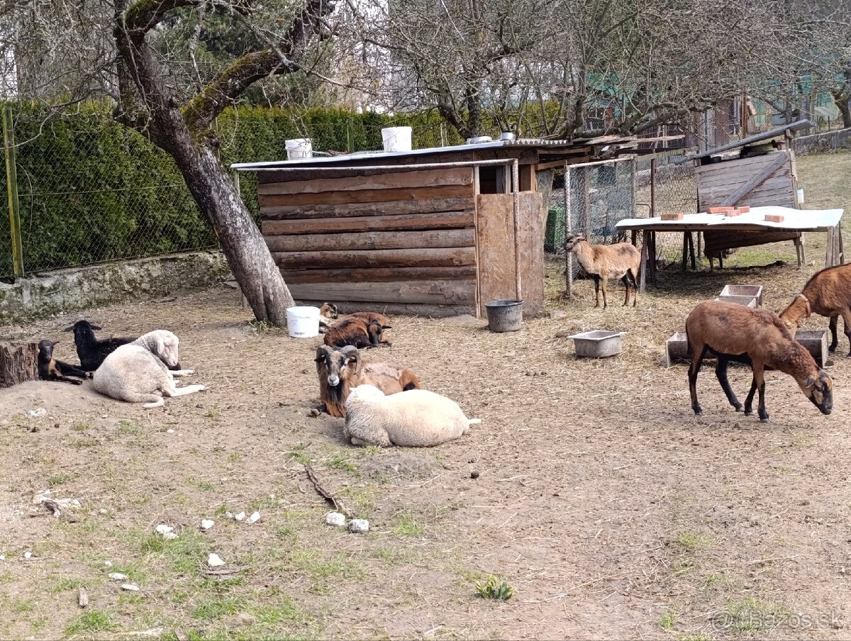 Kamerunské ovce - 6