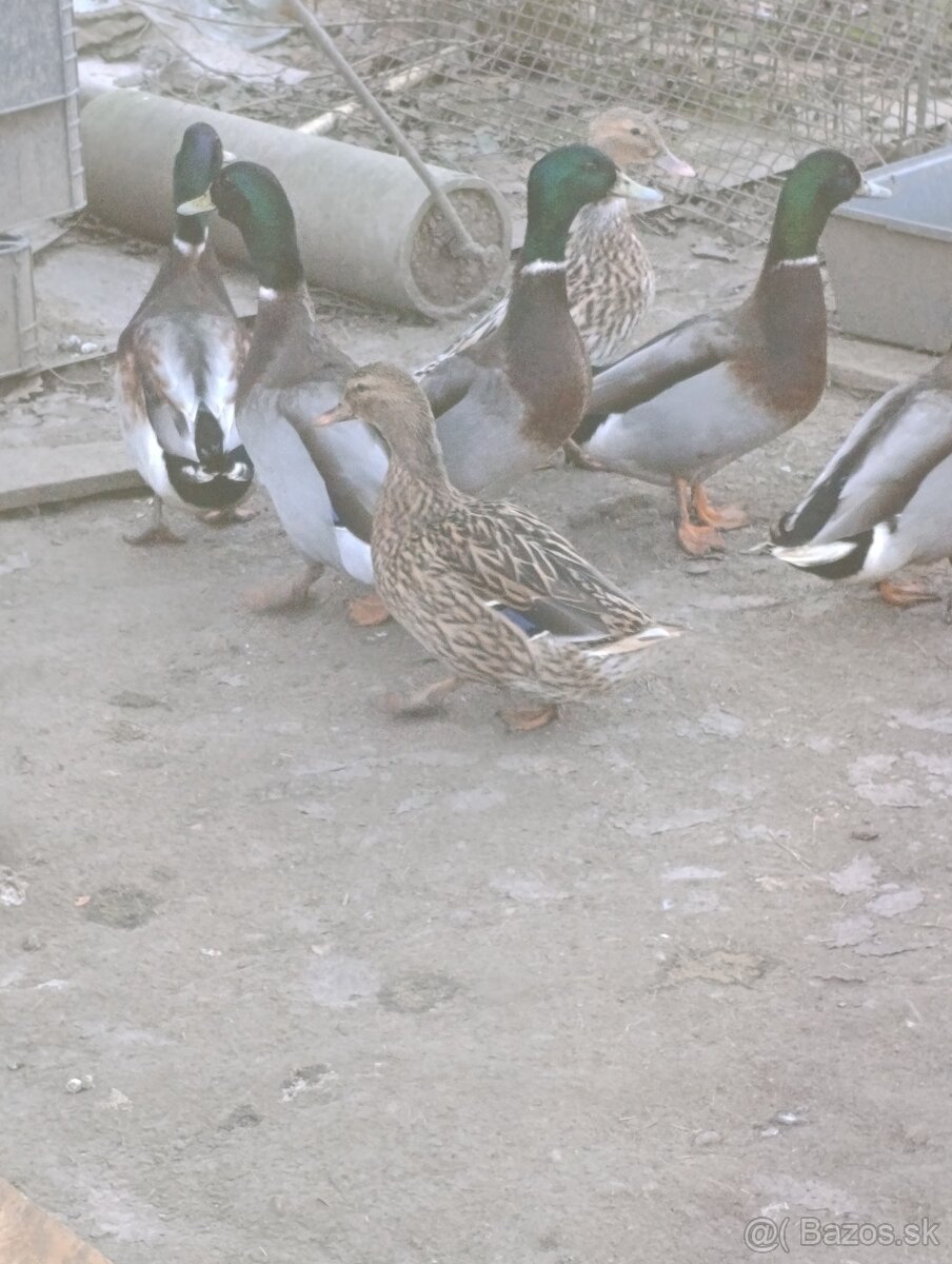 Kohúty- liliputky - 6