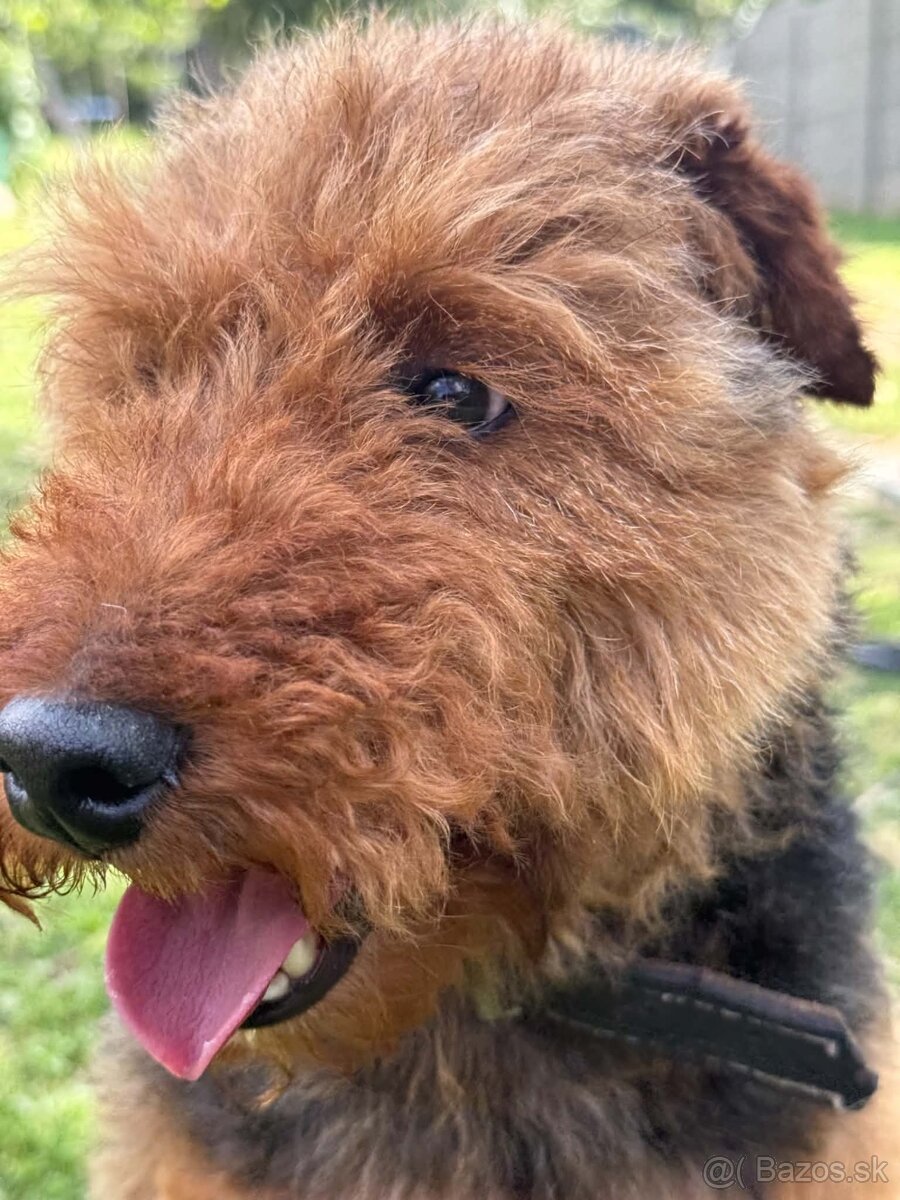 Welsh terrier na predaj - 6