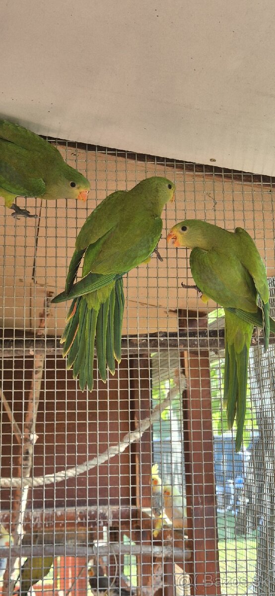 Papagáj nádherný-Baraband
bez kružka,,jar 2024 - 6