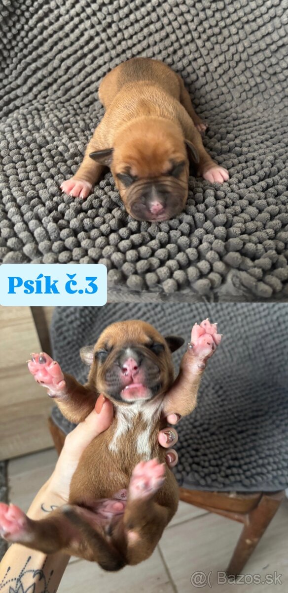 Americký stafordsirsky terier, Stafford, amstaf - 6