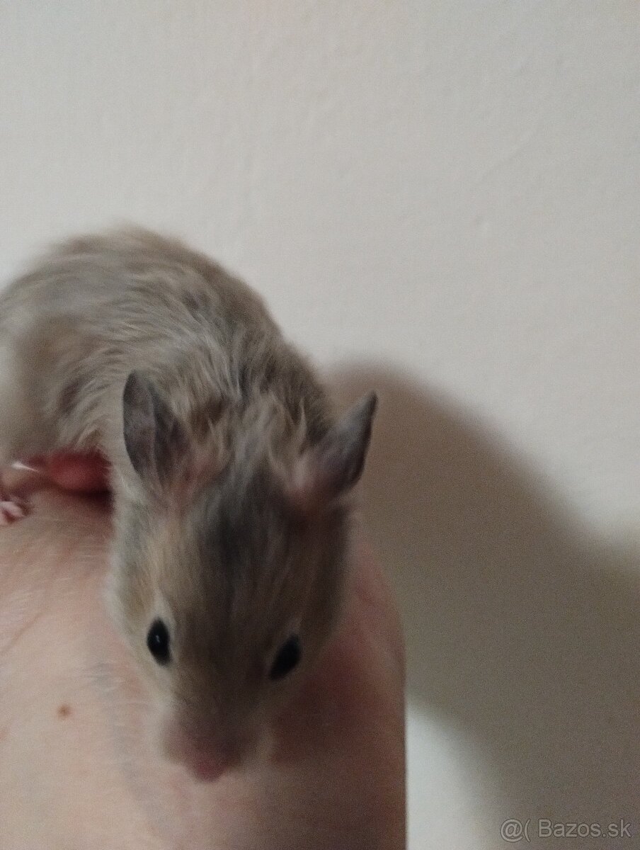 Škrečok sýrsky - 6