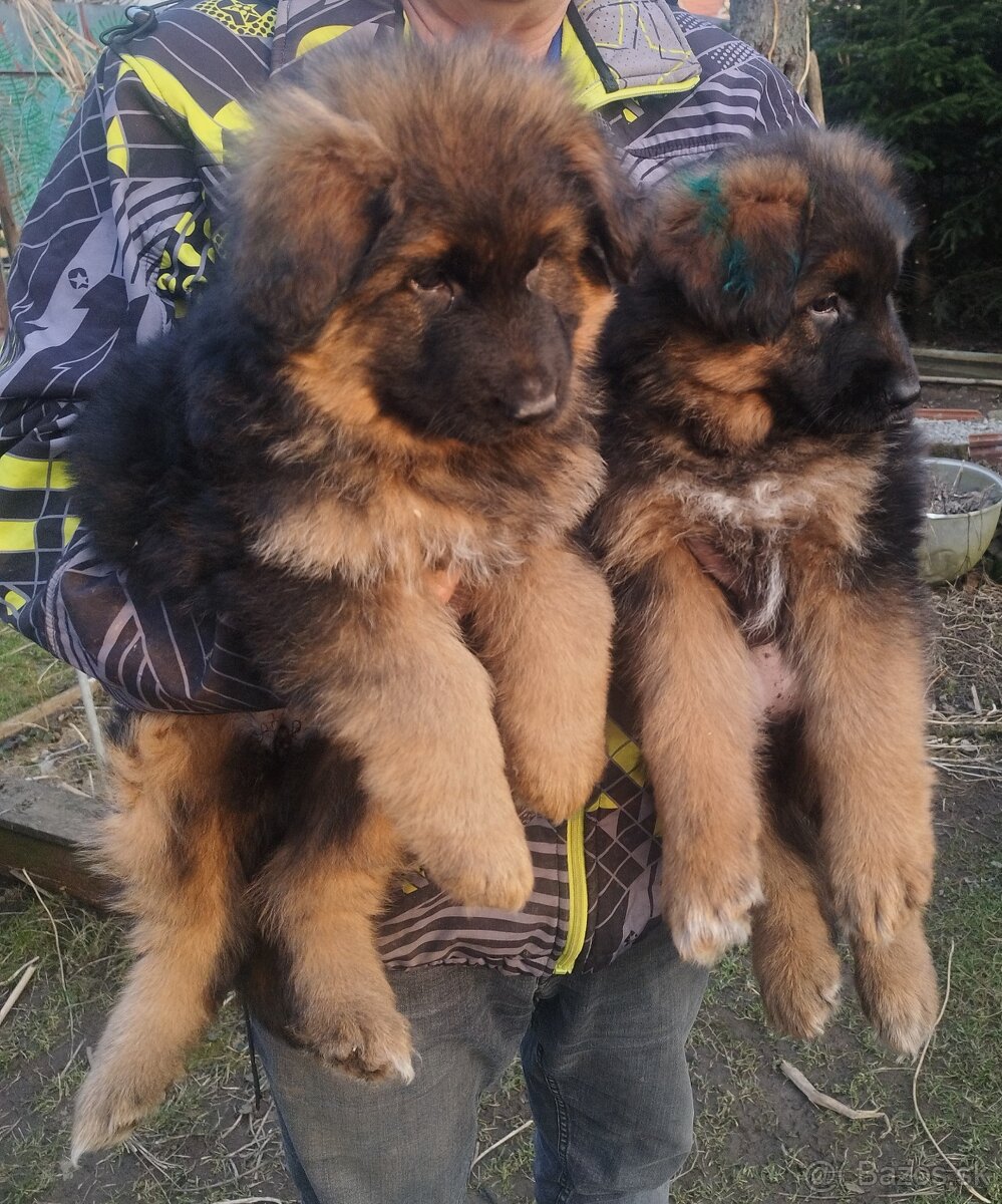 Nemecký ovčiak - 6