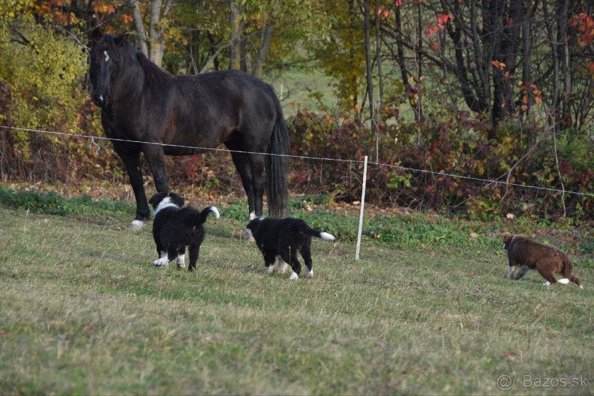 Border kólia s PP - 6