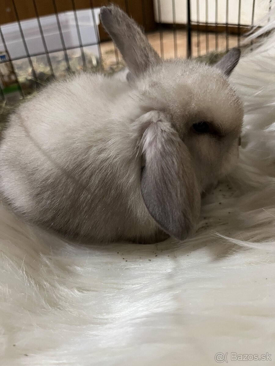 Minilop zajačik - mláďatá - 6