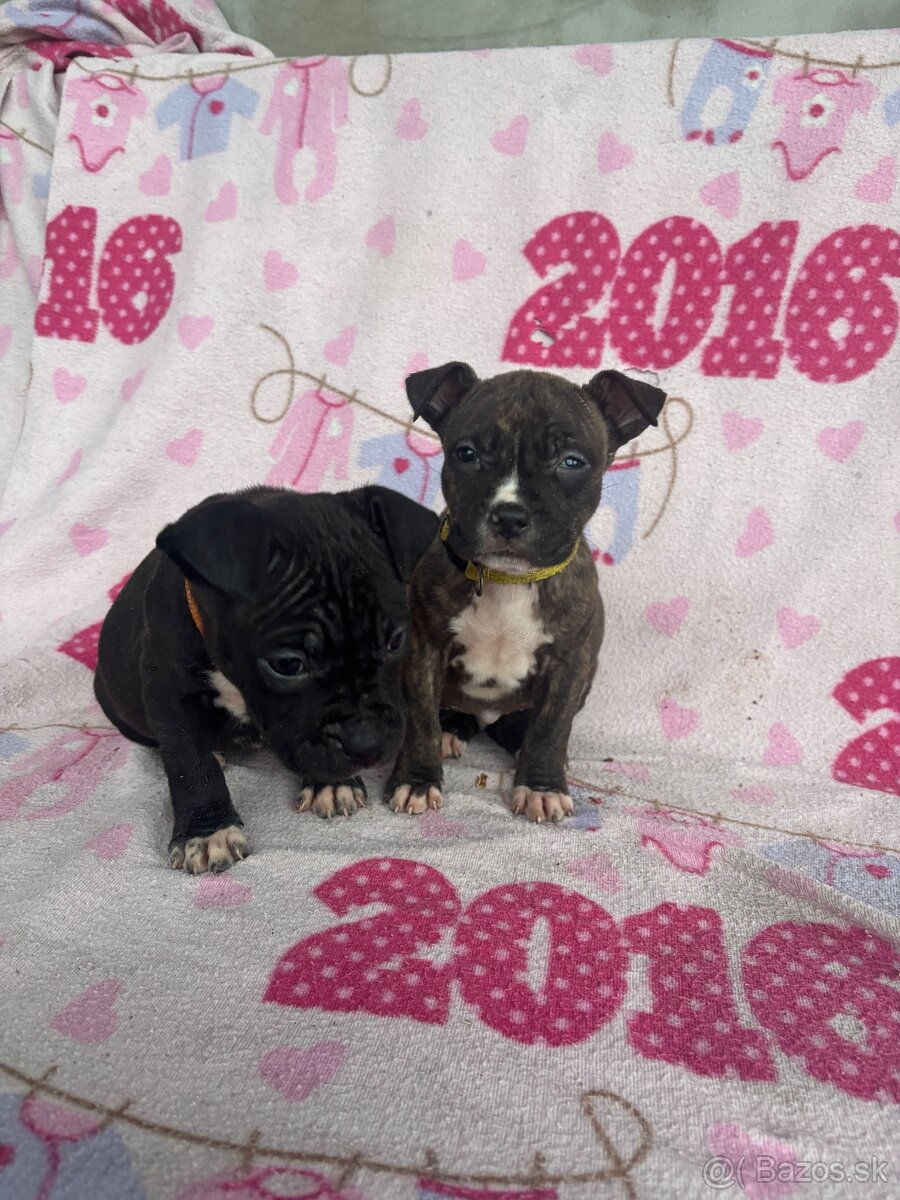 Americký stafordsirsky terier, Stafford, amstaf - 6