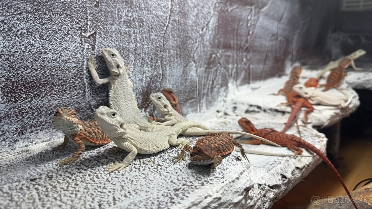 Agama bradatá – Hypo Zero(biela) a Half Monster (červená) - 6