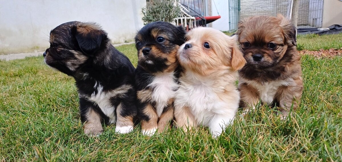 Tibetskỳ špániel šteniatko - 6