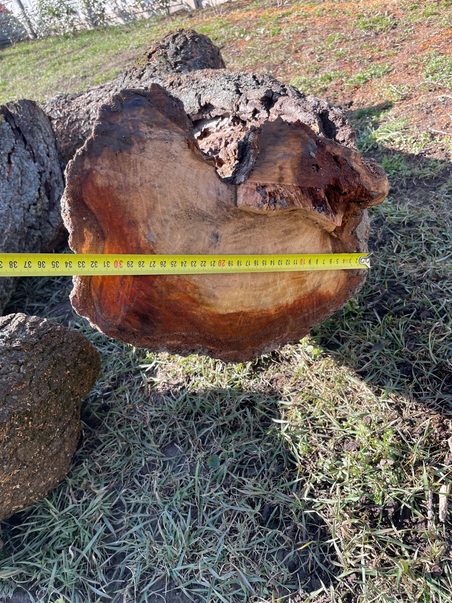 Kmeň stromu marhuľa - 6