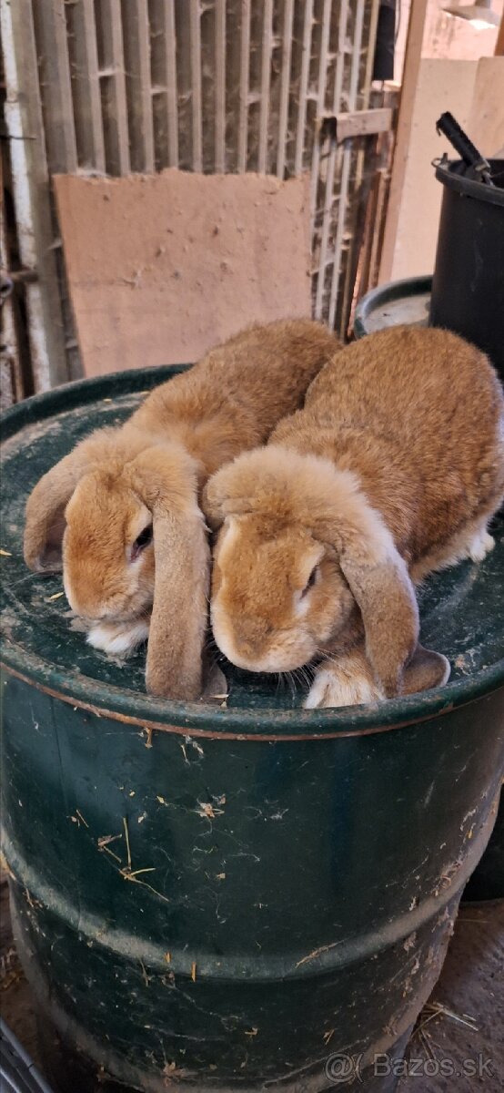 Francúzsky baran - 6