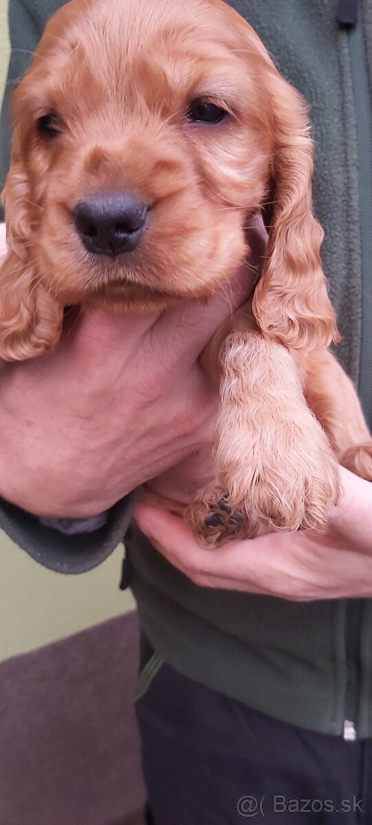 Anglický kokeršpaniel - 6