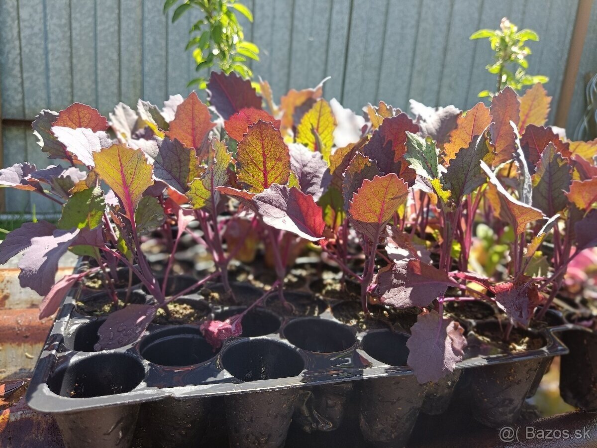 Priesady/planty - 6