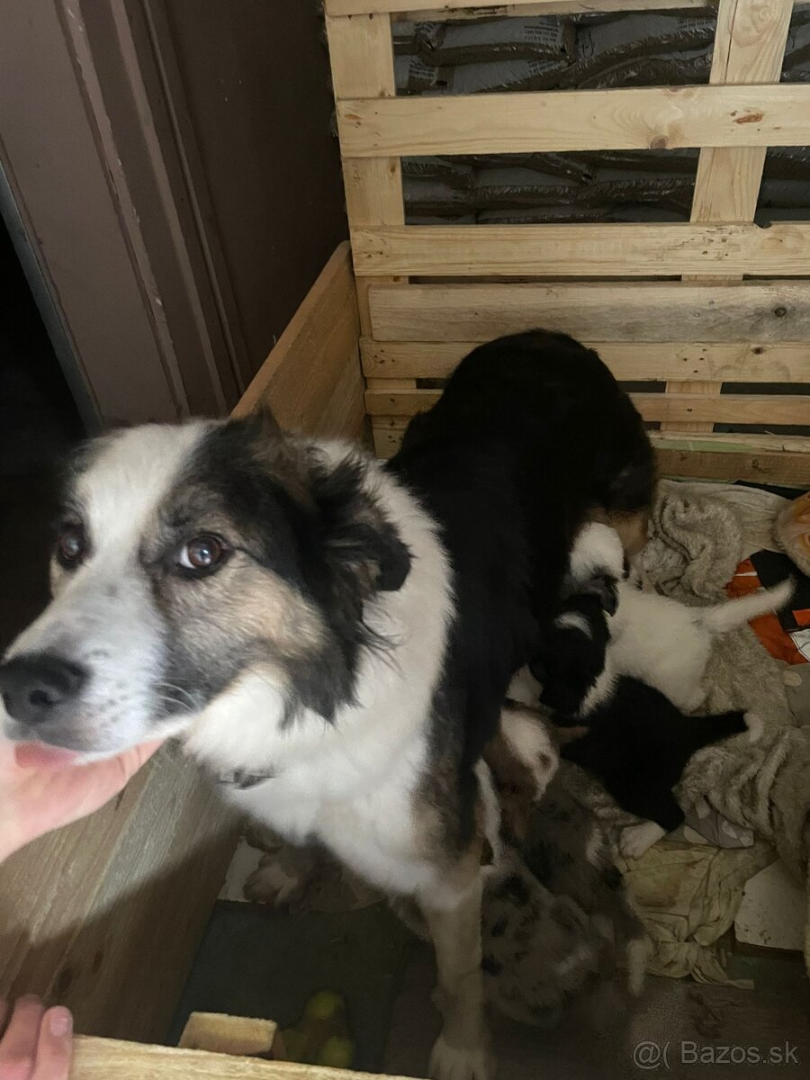 Predám šteniatka Border kólie - 6