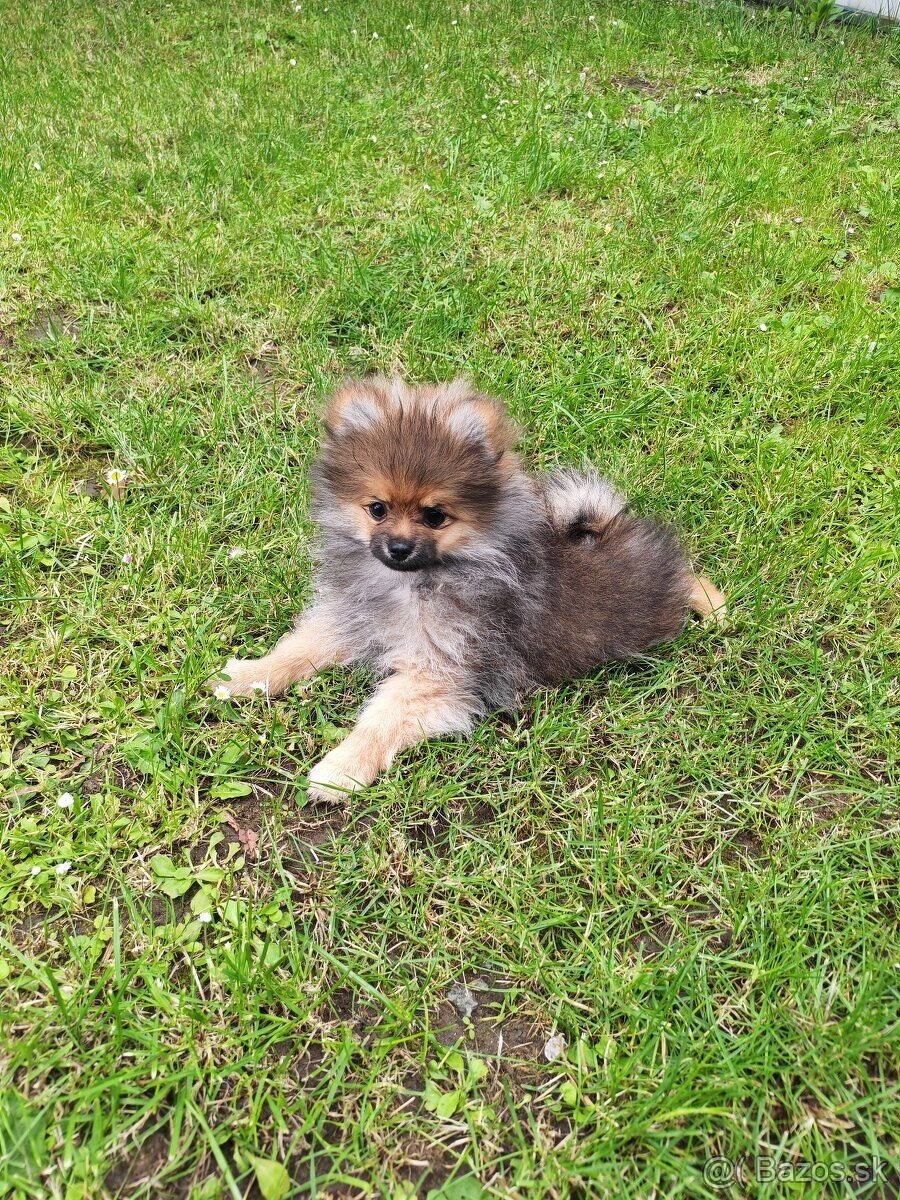 Pomeranian fenka - 6