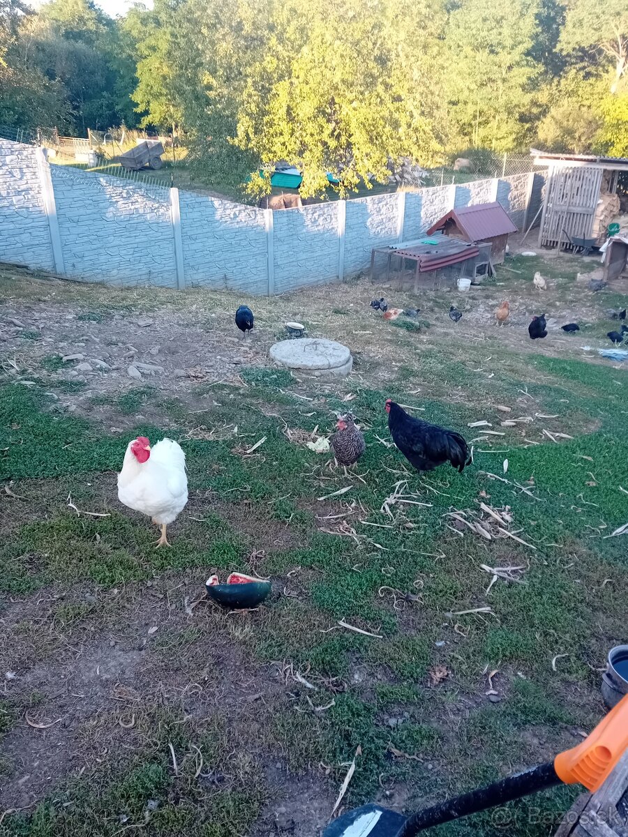 Kohùti na predaj - 6