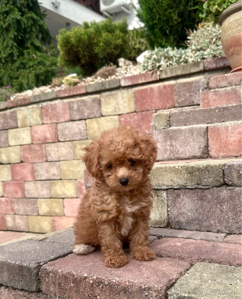 Maltipoo, maltezák, púdel - 6