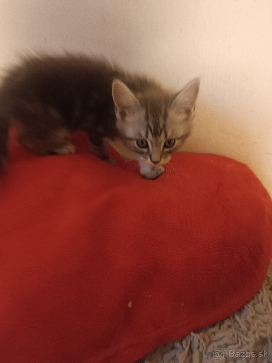 Britske maciatka - 6