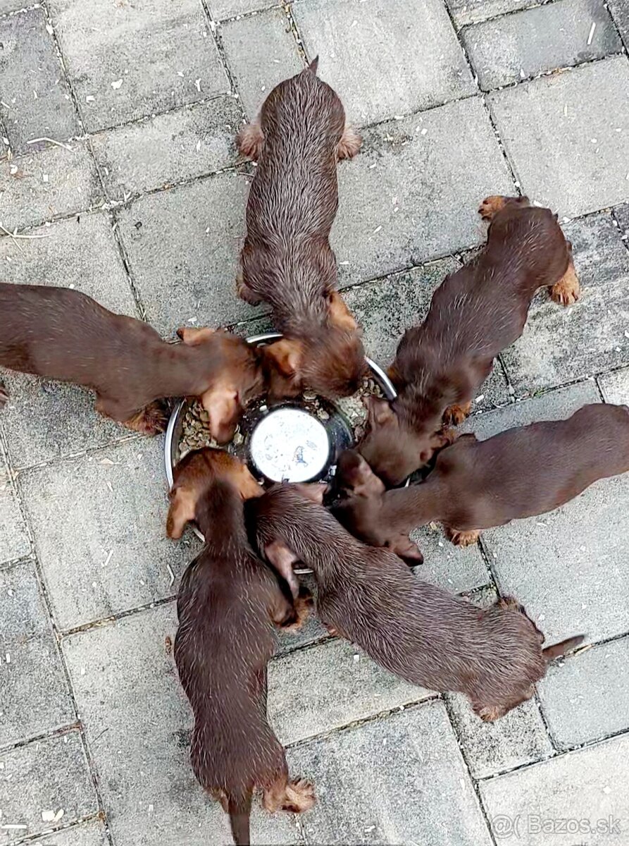 Jazvečík drôtosrstý kraličí, trpasličí - 6