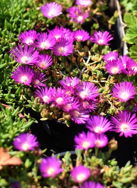 Ponúkame ozdobné rastliny - 6