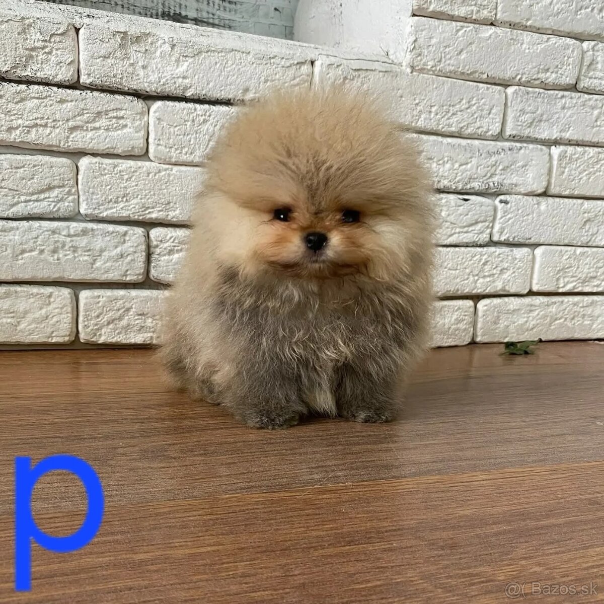 Pomeranian - 6