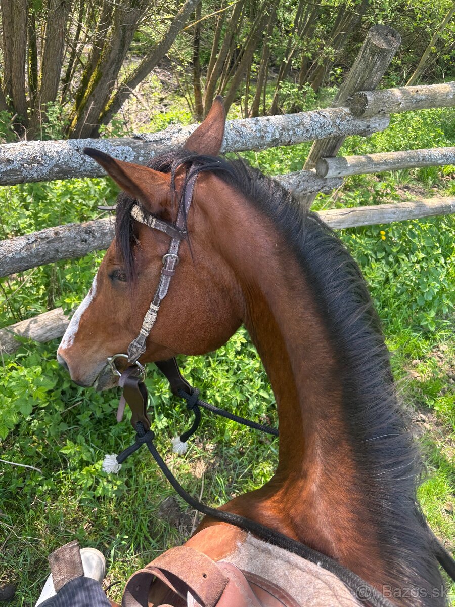 Kobyla kríženca - 6
