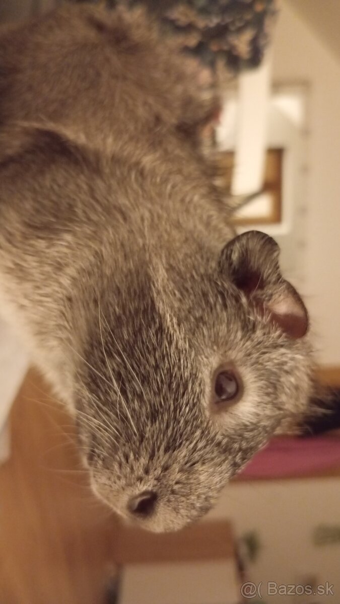 Morčatá - 6