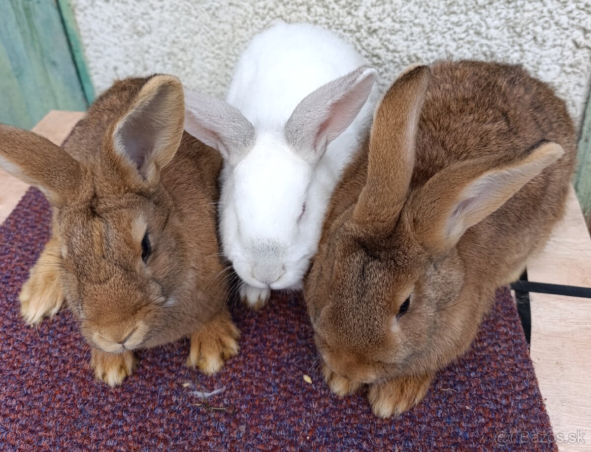 Králiky + MIX - 6
