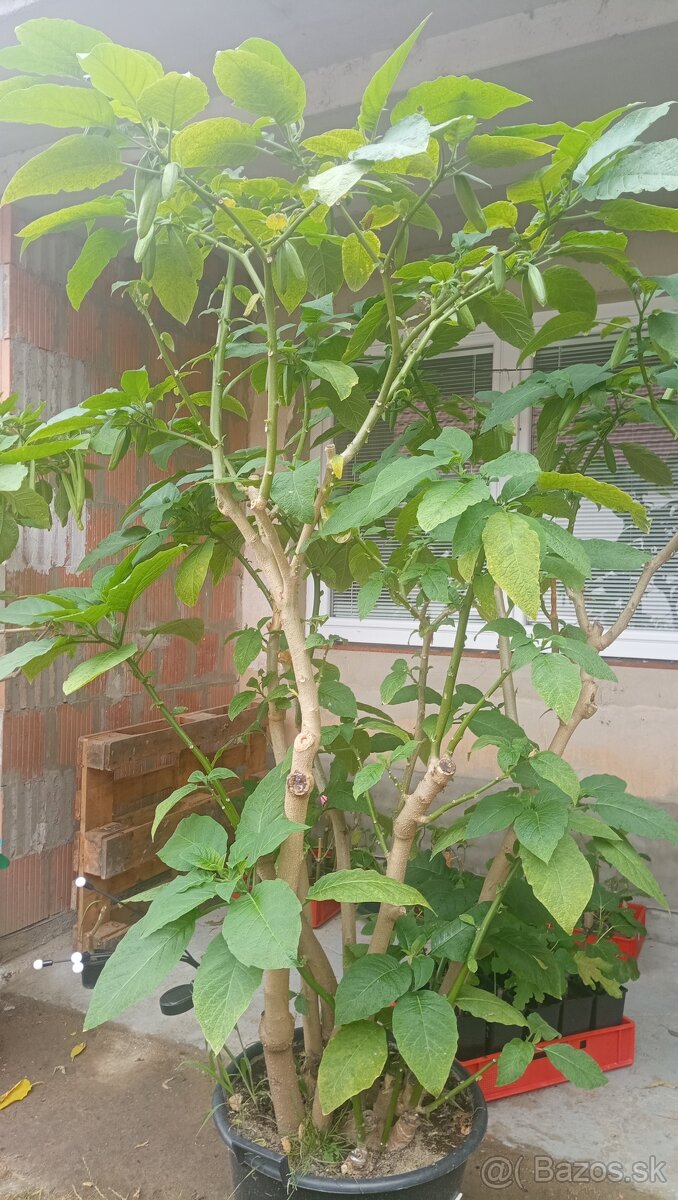 Trúby, figovníky, tráva - 6