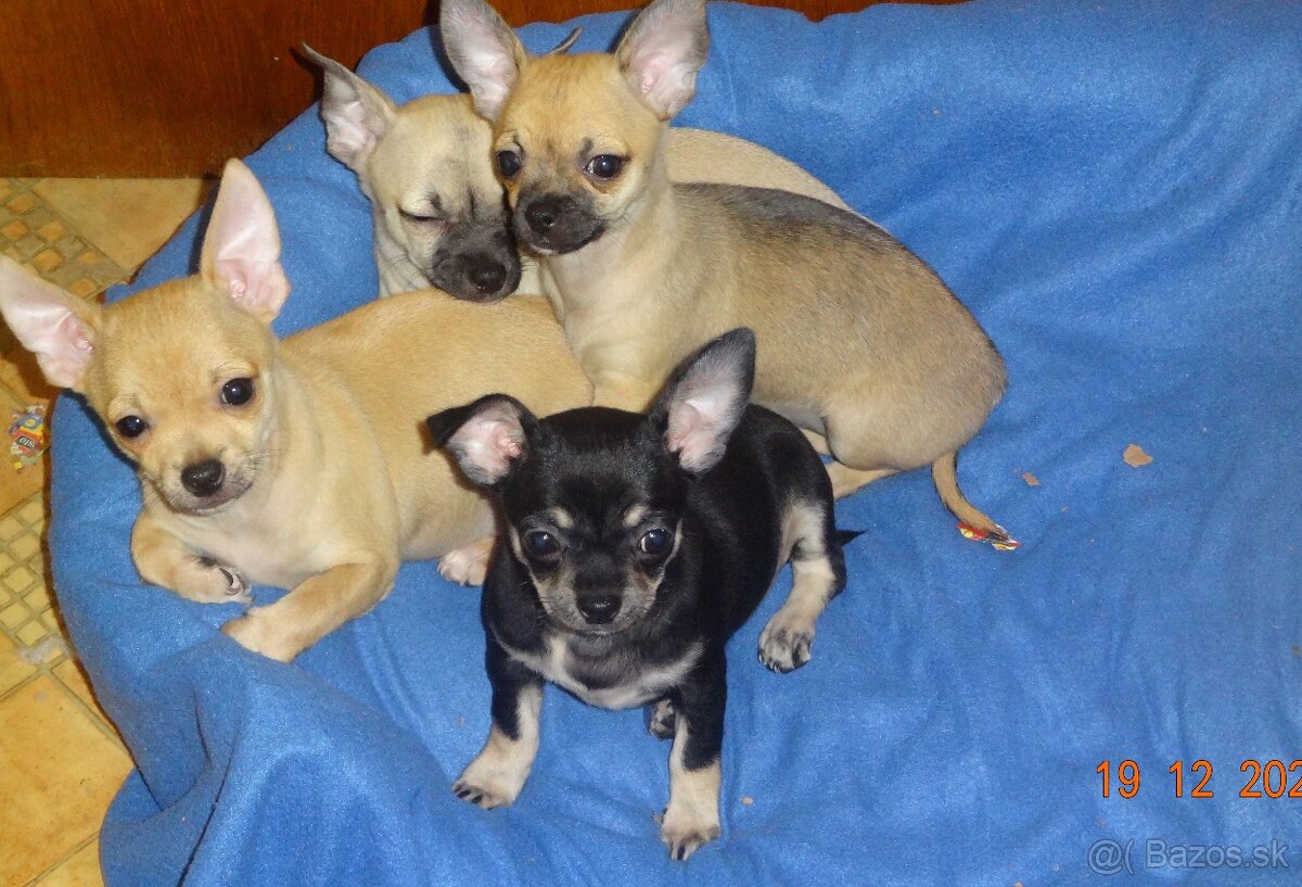 čivava krátkosrstá - 6