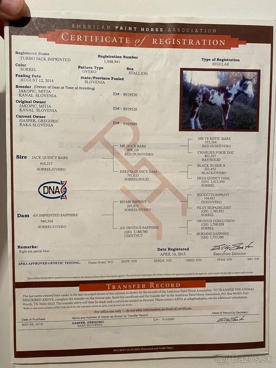 Pripúšťanie APH žrebcom - 6