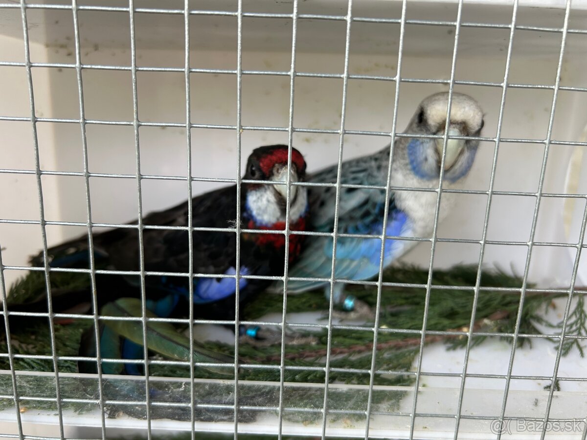 Rozely pestré odchov 25 - 6