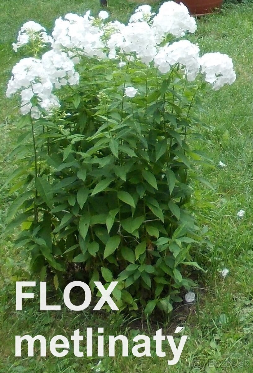 ĽALIOVKY, KLEOPATRINA IHLA , HORTENZIA, FLOX - 6