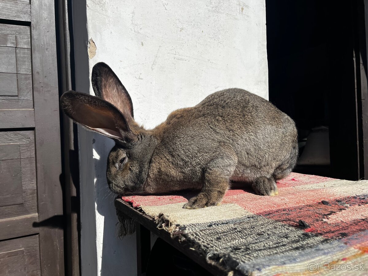 Belgický obor-3.Samička - 6