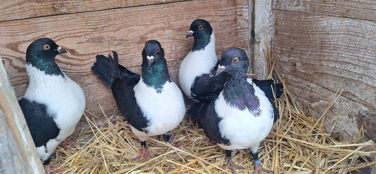 Moravský pštros. - 6