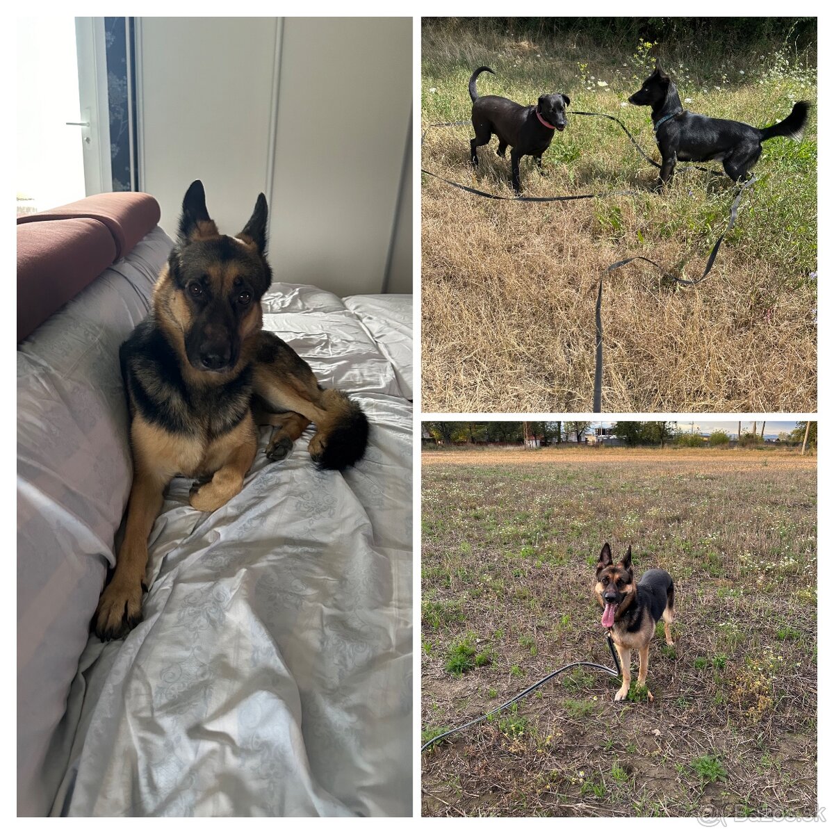 Stráženie psíkov - 6