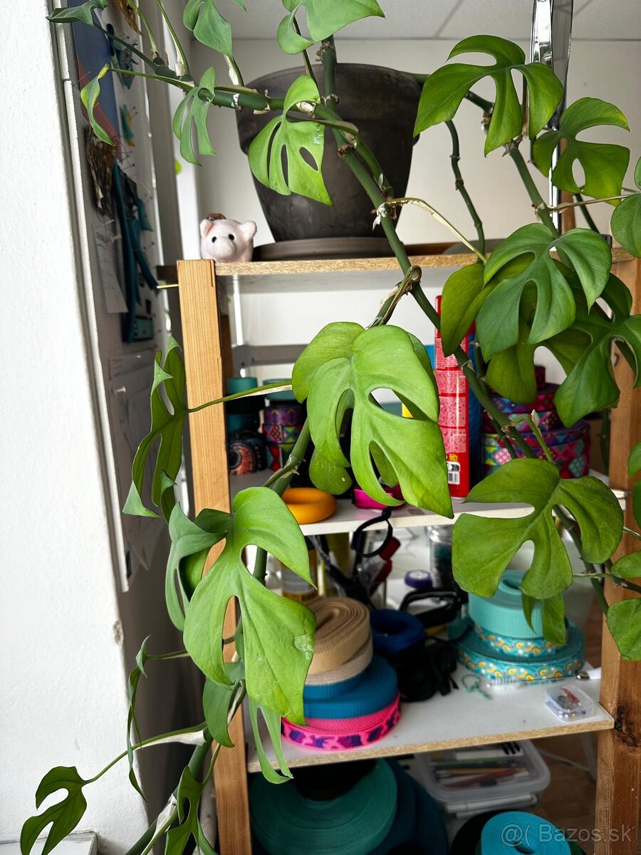 Mini Monstera - 6