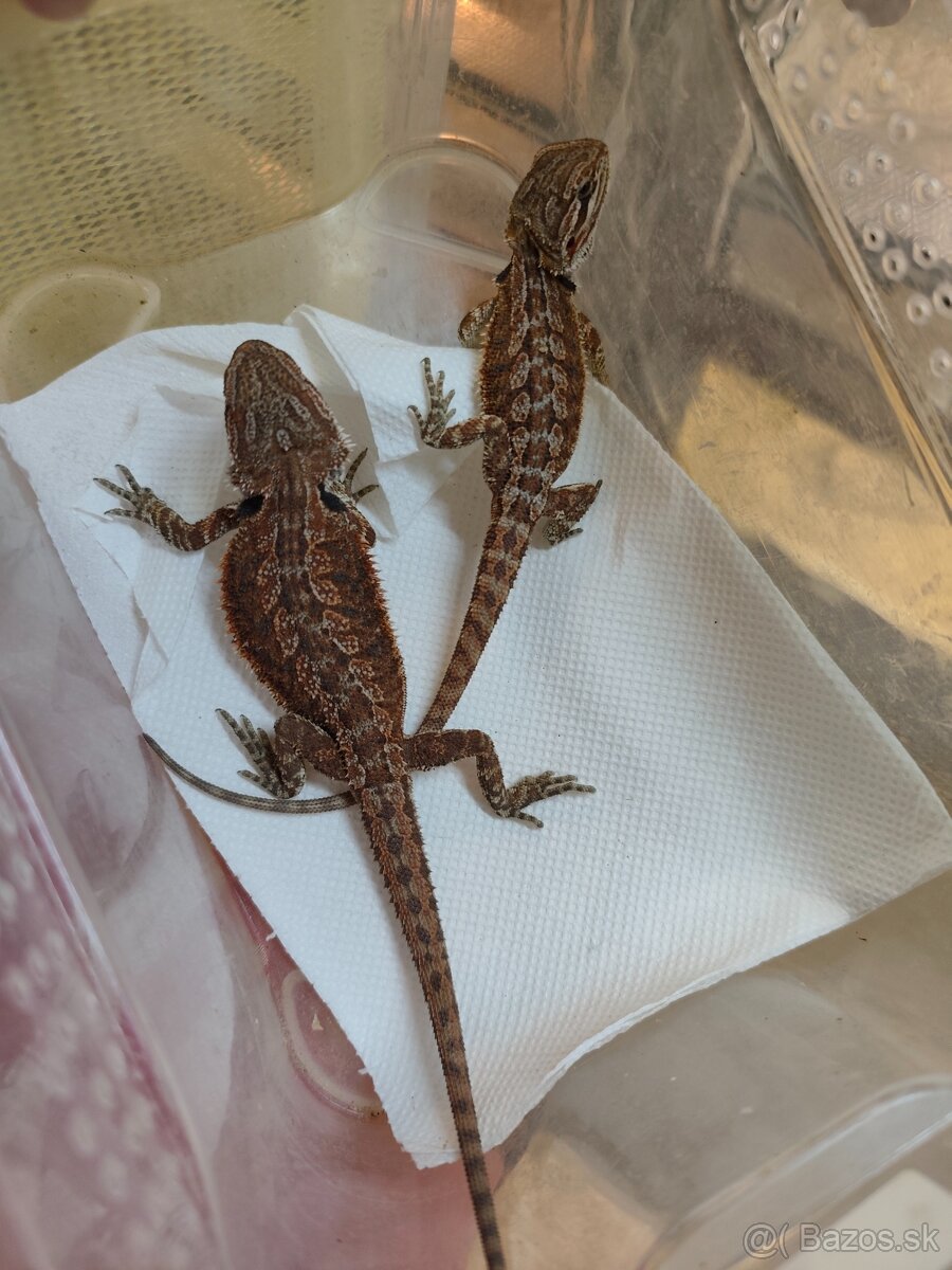 Agama bradatá - 6