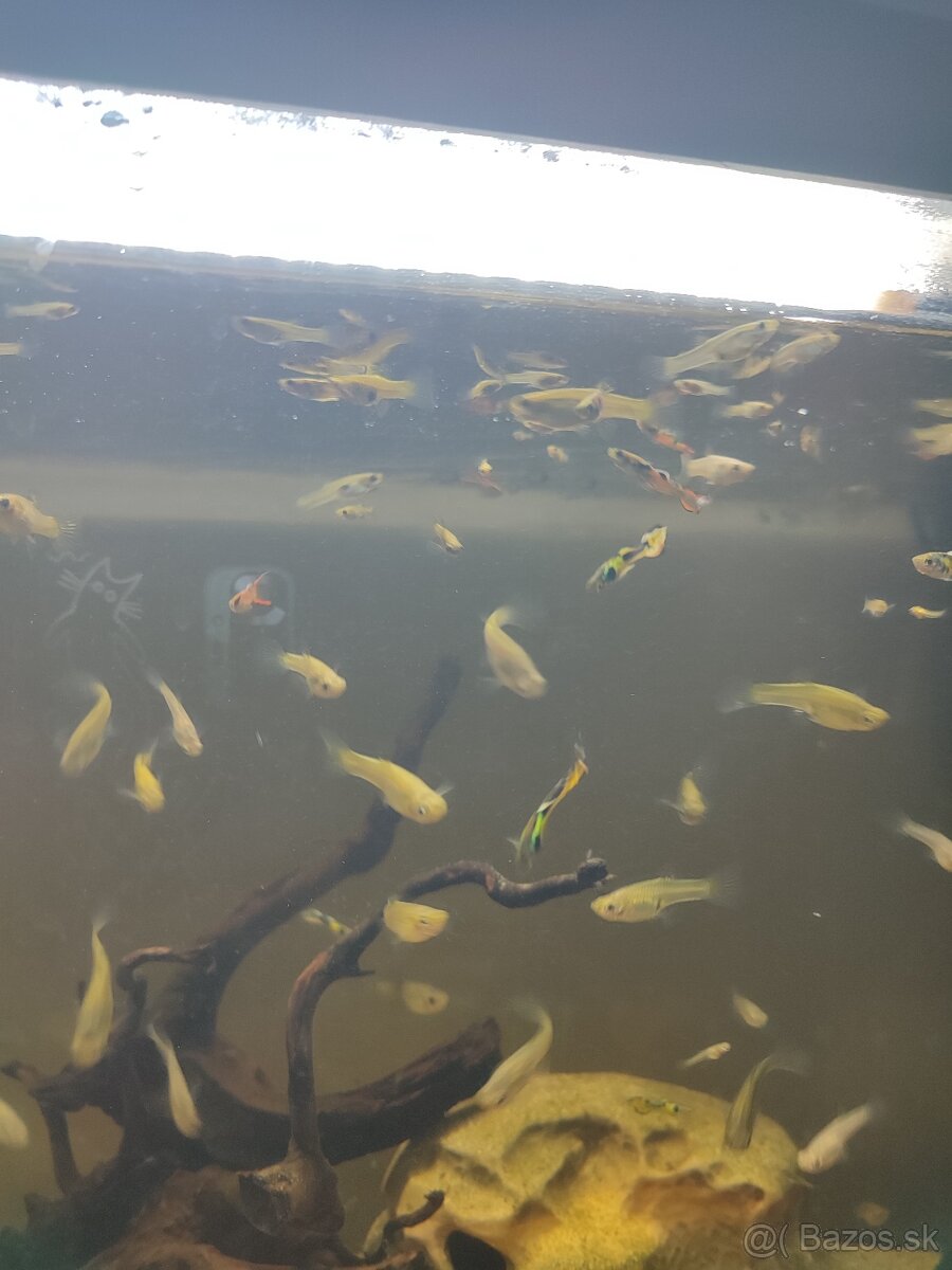 PREDÁM 120L AKVÁRIUM - 6